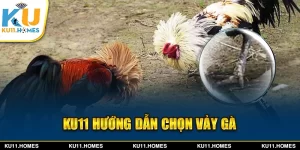 Ku11 hướng dẫn chọn vảy gà đẹp