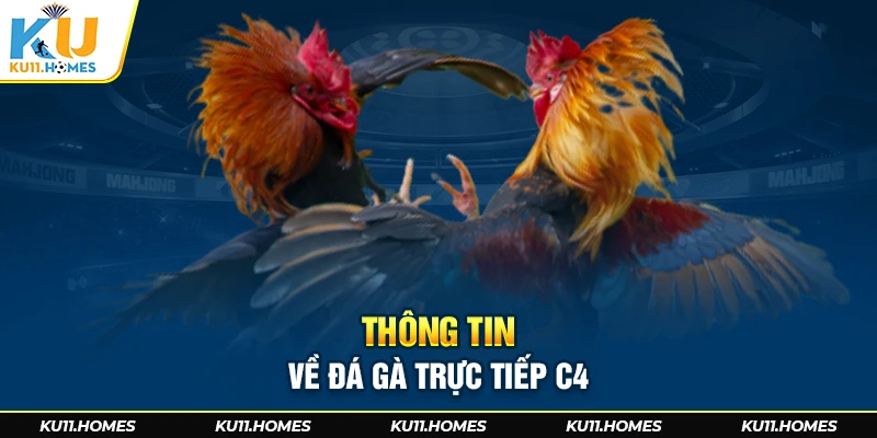 Thông tin về đá gà trực tiếp C4