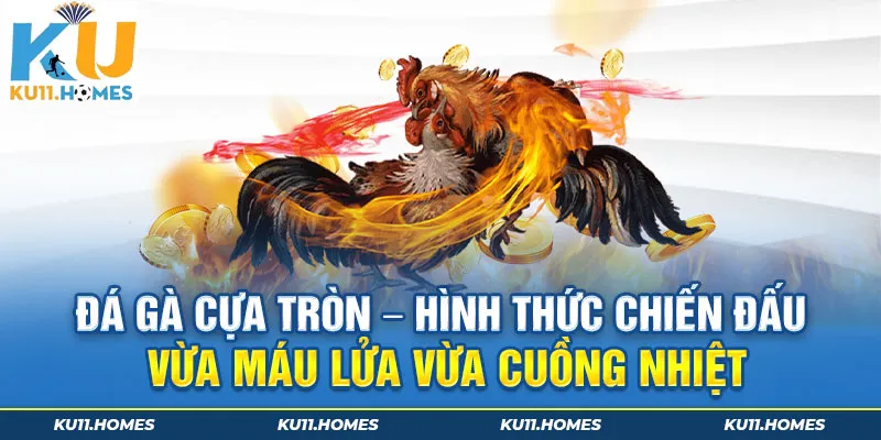 Đá gà cựa tròn - Hình thức chiến đấu vừa máu lửa vừa cuồng nhiệt