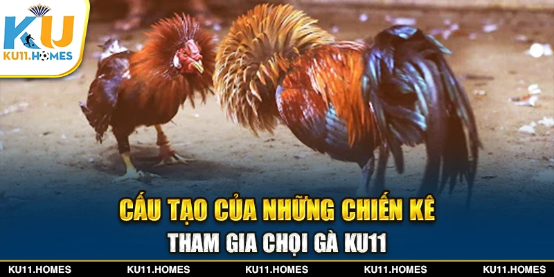 Cấu tạo của những chiến kê tham gia chọi gà Ku11