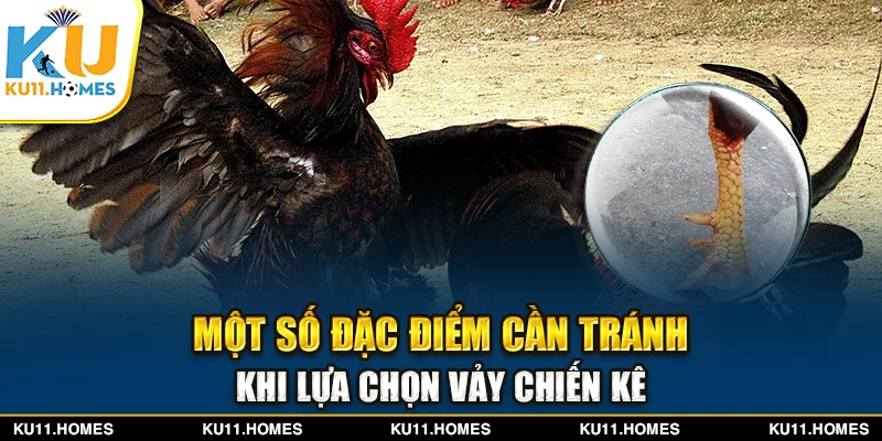 Một số đặc điểm cần tránh khi lựa chọn vảy chiến kê