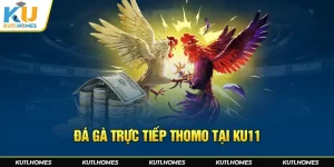 Đá gà trực tiếp thomo tại Ku11