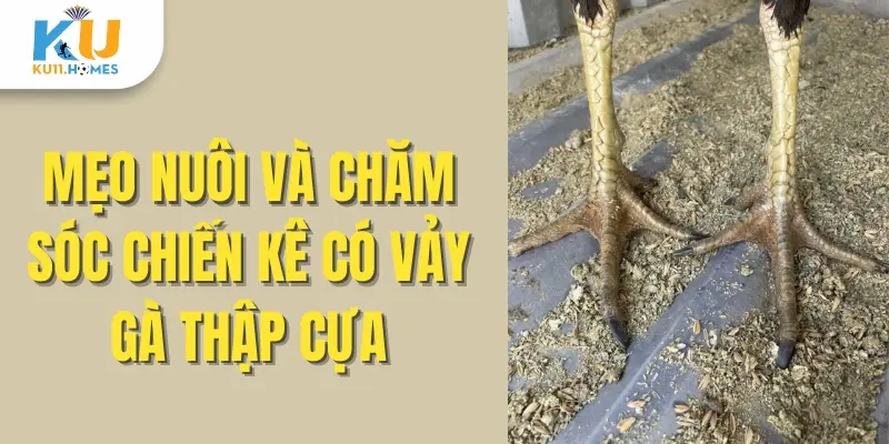 Mẹo nuôi và chăm sóc chiến kê sở hữu Vảy Gà Thập Cựa hiệu quả