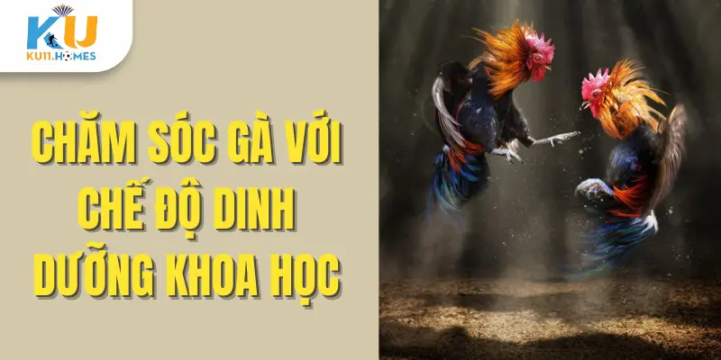 Chăm sóc gà với chế độ dinh dưỡng khoa học