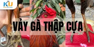 Vảy gà thập cựa