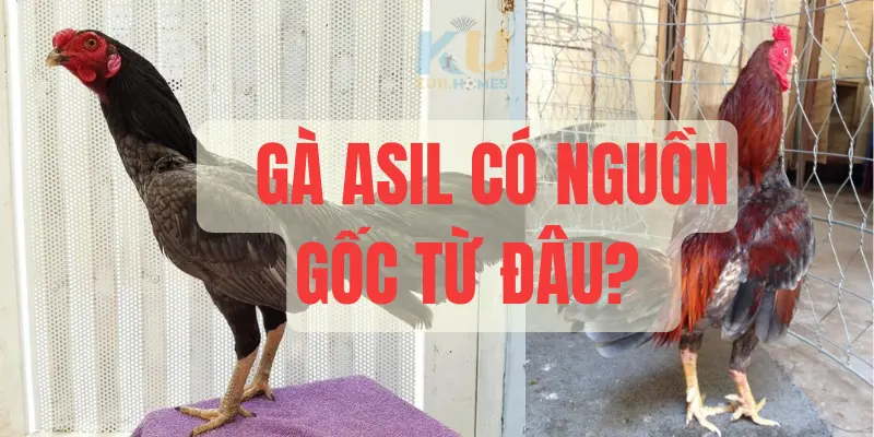 Gà Asil có nguồn gốc từ đâu?