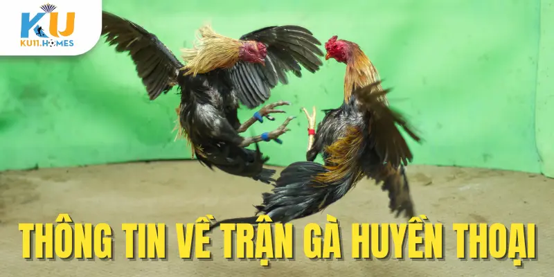 Thông tin trận gà huyền thoại