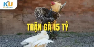 Trận gà 15 tỷ