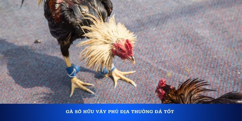 Gà sở hữu vảy Phủ Địa thường đá tốt