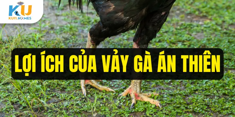 Lợi ích của vảy gà án thiên