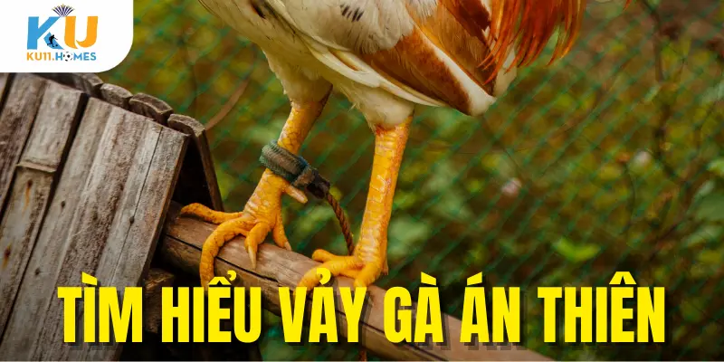 Tìm hiểu về vảy án thiên