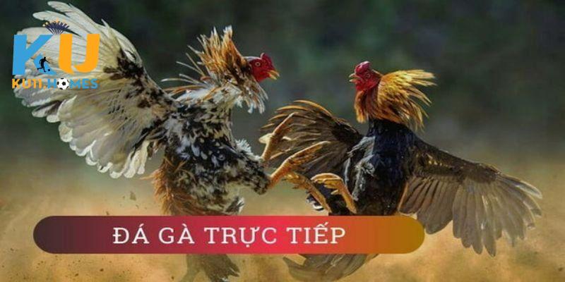 Giải đáp trực tiếp đá gà Thomo là gì?