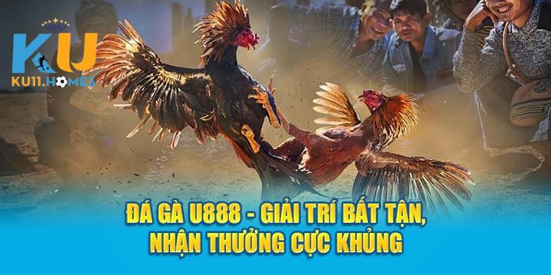 Ưu điểm nổi bật của đá gà U888 là khả năng tường thuật trận đấu đỉnh cao